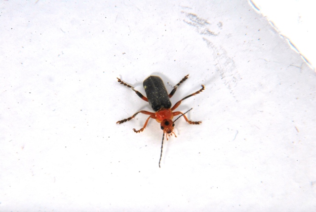 Sconosciuto